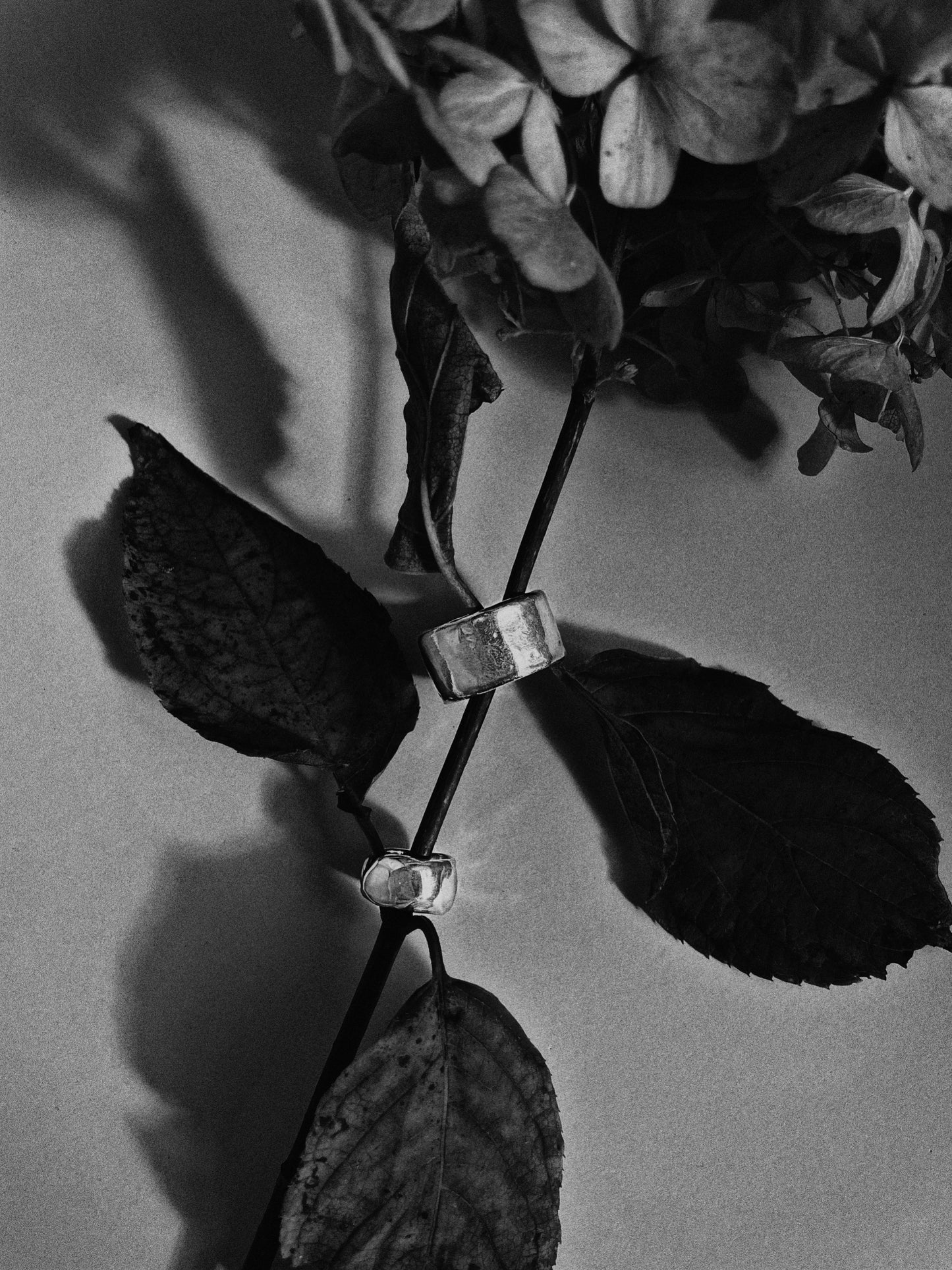 Silver rings and an ear cuff on a branch with leaves against a gray background